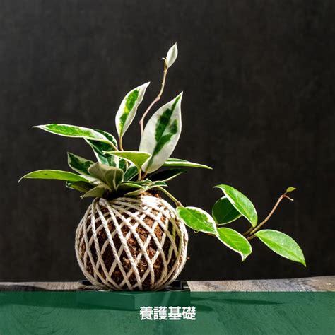 班蘭葉種植方法|班葉毬蘭養護指南 成為養植專家的秘訣 